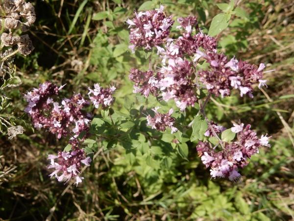 Oregano vulgaris